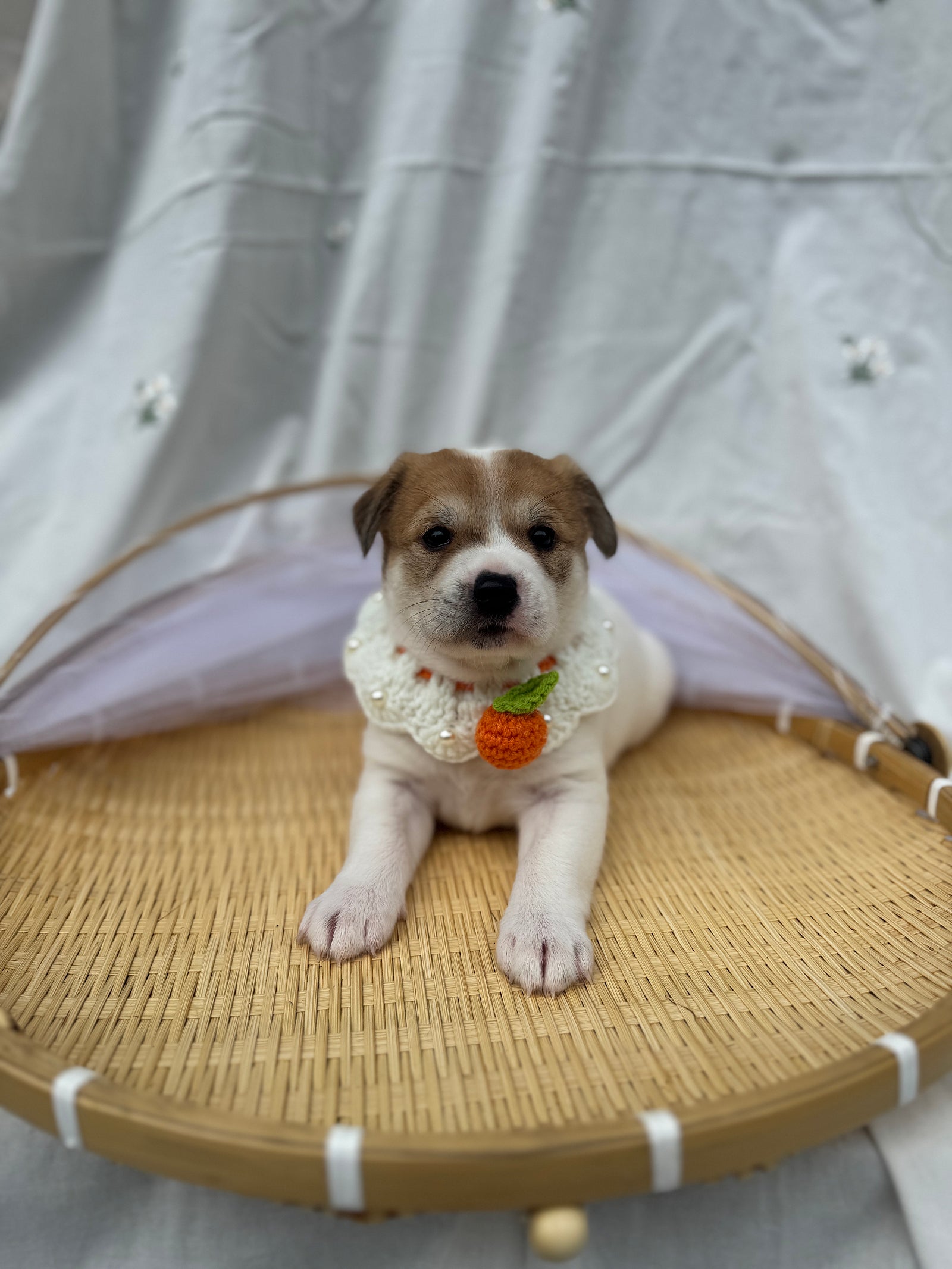 종료(입양) 믹스견…